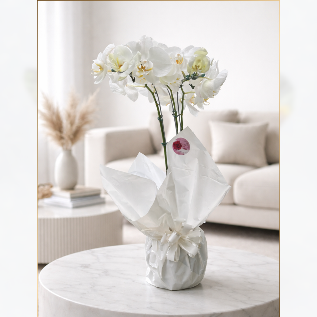 ORQUÍDEA NA BASE DE VIDRO
EMBRULHADA PARA PRESENTE